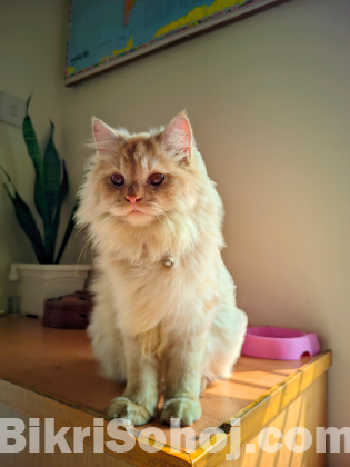 Persian(triple coat)